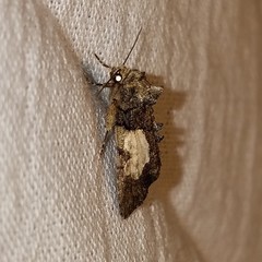 Chytonix palliatricula