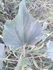 Cyclachaena xanthiifolia