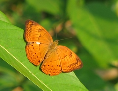 Cirrochroa thais