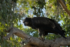 Haliaeetus leucocephalus