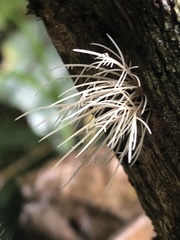 Pterula
