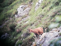 Rupicapra pyrenaica parva