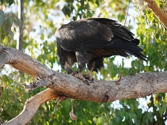 Haliaeetus leucocephalus