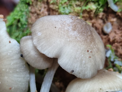 Hydropus marginellus