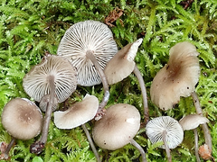 Hydropus marginellus