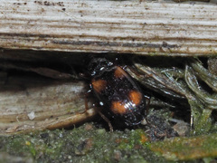 Elaphropus quadrisignatus