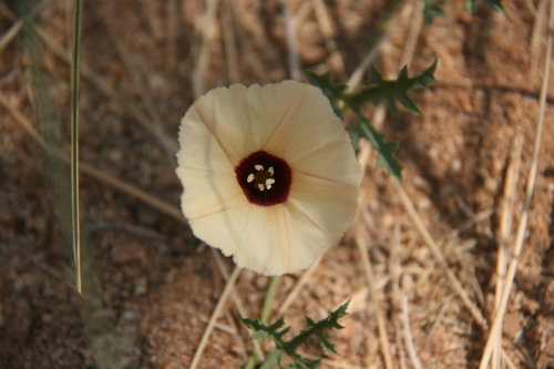 Merremia guerichii