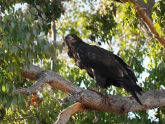 Haliaeetus leucocephalus