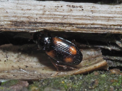 Elaphropus quadrisignatus