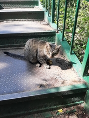 Felis catus