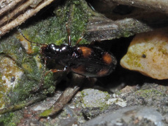 Elaphropus quadrisignatus