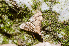 Metasia ophialis