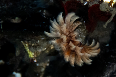 Eudistylia polymorpha