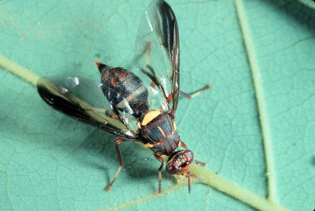 Large Cucurbit-fly