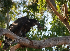 Haliaeetus leucocephalus