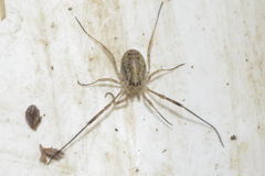 Paroligolophus meadii
