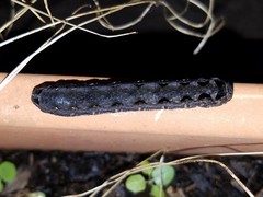 Spodoptera