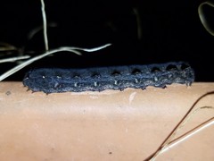 Spodoptera