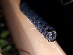 Spodoptera