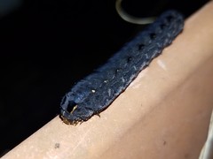 Spodoptera