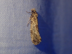 Morophaga choragella