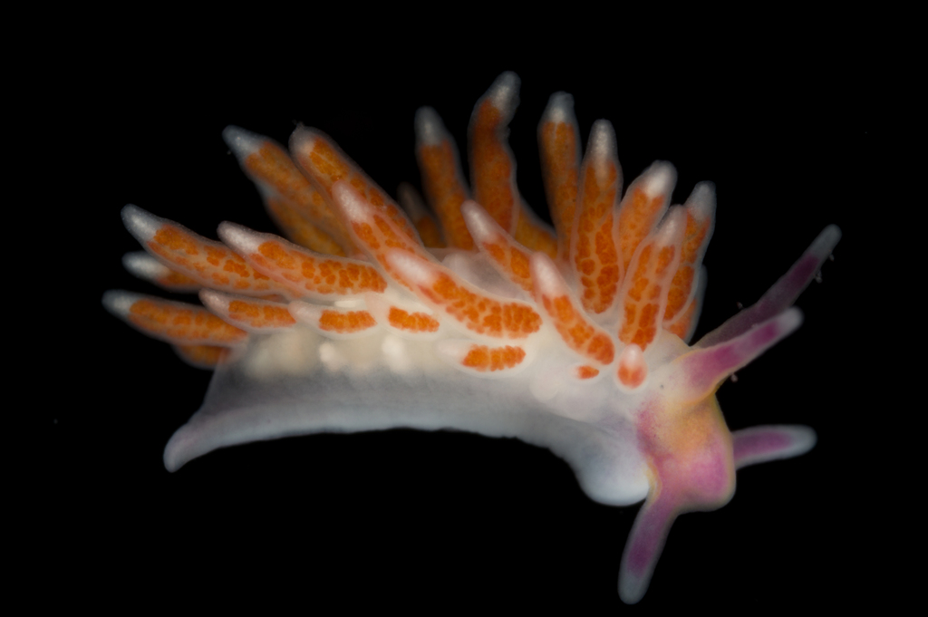 Tenellia sororum