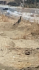 Geococcyx californianus