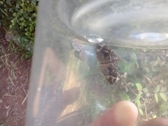 Xanthorhoe rupicola