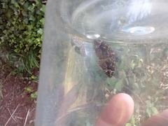 Xanthorhoe rupicola