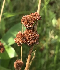 Juncus conglomeratus