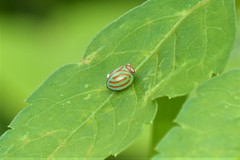 Hemisphaerius interclusus