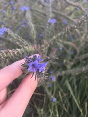 Echium vulgare