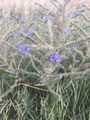 Echium vulgare