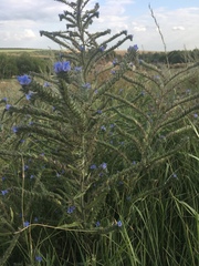 Echium vulgare