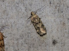 Chionodes pereyra