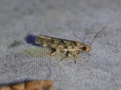 Chionodes pereyra