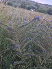 Echium vulgare