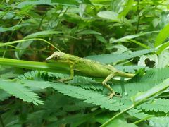 Pseudocalotes tympanistriga