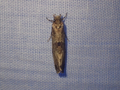 Morophaga choragella