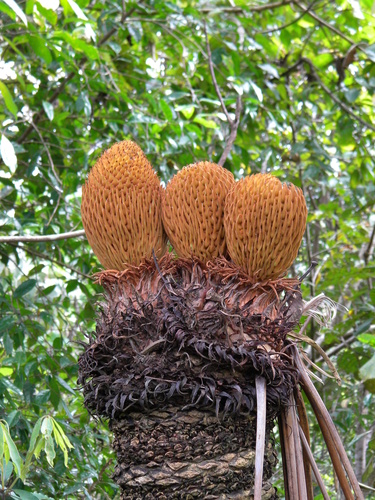 Queen sago (Cycas circinalis)