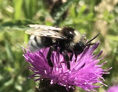 Bombus vestalis