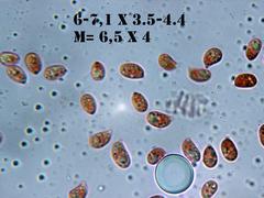 Hydropus marginellus