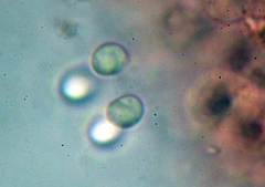 Hydropus marginellus