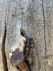 Buprestis laeviventris
