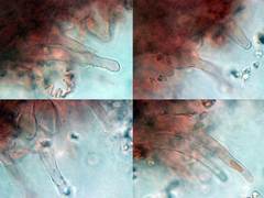 Hydropus marginellus