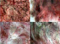 Hydropus marginellus