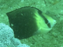 Chaetodon blackburnii