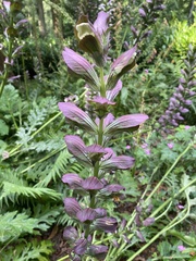 Acanthus spinosus