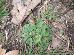 Tracheophyta