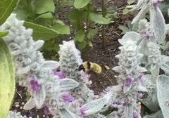 Bombus fervidus